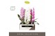 Phalaenopsis mix Formidablo Mix - 1 tak, 12+ bloem - Abruzzo Black Aqu 