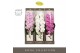 Phalaenopsis mix Formidablo Mix - 1 tak, 12+ bloem - Molise White - Sh 