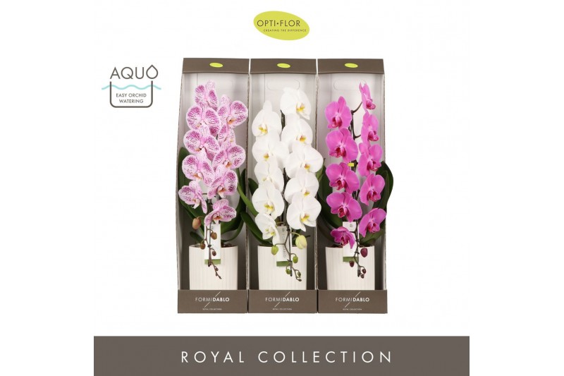 Phalaenopsis mix Formidablo Mix - 1 tak, 12+ bloem - Molise White - Sh Phalaenopsis mix Formidablo Mix - 1 tak, 12+ bloem - Molise White - Sh
