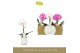 Phalaenopsis mix Singolo - Mix - 1 bloem - Lazio White 