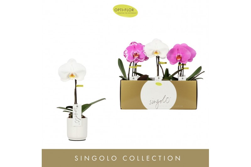 Phalaenopsis mix Singolo - Mix - 1 bloem - Lazio White 
