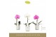 Phalaenopsis mix Singolo - Mix - 1 bloem - Lazio White 