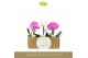Phalaenopsis mix Singolo - Mix - 1 bloem - Lazio White 