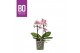 Phalaenopsis multiflora roze BO - Flora Midpink - 2 tak, 20+ bloem 
