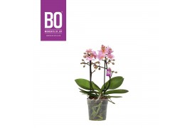 Phalaenopsis multiflora roze BO - Flora Midpink - 2 tak, 20+ bloem