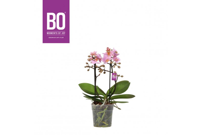 Phalaenopsis multiflora roze BO - Flora Midpink - 2 tak, 20+ bloem Phalaenopsis multiflora roze BO - Flora Midpink - 2 tak, 20+ bloem