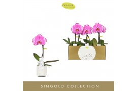 Phalaenopsis Singolo - Victorio - 1 bloem - Lazio White