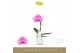 Phalaenopsis Singolo - Victorio - 1 bloem - Lazio White 