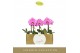 Phalaenopsis Singolo - Victorio - 1 bloem - Lazio White 