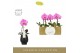 Phalaenopsis Singolo - Victorio - 1 bloem - Abruzzo Black Aquo 