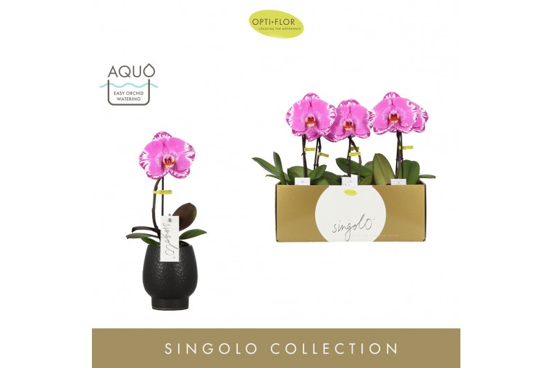 Phalaenopsis Singolo - Victorio - 1 bloem - Abruzzo Black Aquo 