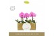 Phalaenopsis Singolo - Victorio - 1 bloem - Abruzzo Black Aquo 