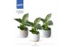 Philodendron KARMA White Stripe | Sierpot Evy + Waterreservoir 