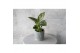 Philodendron KARMA White Stripe | Sierpot Evy + Waterreservoir 