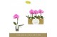 Phalaenopsis Singolo - Victorio - 1 bloem 