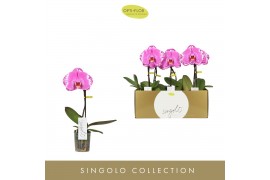 Phalaenopsis Singolo - Victorio - 1 bloem