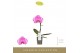 Phalaenopsis Singolo - Victorio - 1 bloem 