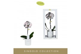 Phalaenopsis roze Singolo - Arto Marble Soft Pink - 1 bloem - Lazio Wh