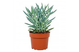 Curio ficoides mount everest