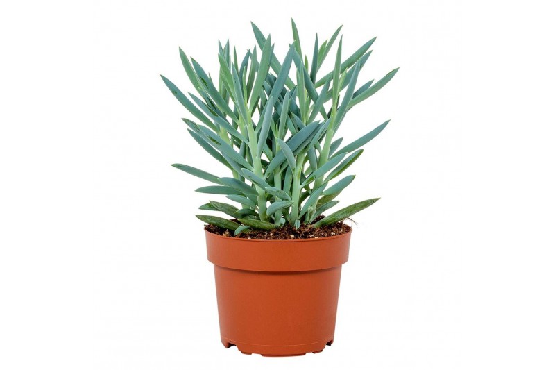Curio ficoides mount everest 