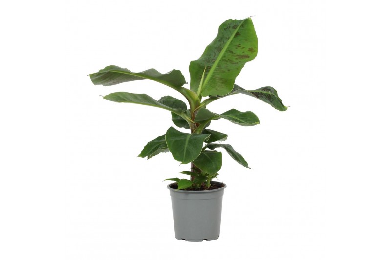Musa tropicana Musa Tropicana 19cm 1 pp 
