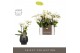 Phalaenopsis multiflora wit Optifriend Sandra 4 tak in Abruzzo Black A 