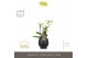 Phalaenopsis multiflora wit Optifriend Sandra 4 tak in Abruzzo Black A 