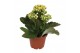 Kalanchoe calandiva geel zonder hoes 