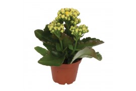 Kalanchoe calandiva geel zonder hoes