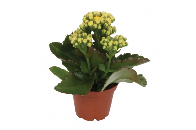Kalanchoe calandiva geel zonder hoes 