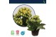 Kalanchoe calandiva geel zonder hoes 
