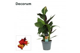 Canna cleopatra decorum