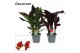 Canna island serie mix exclusieve mix decorum 