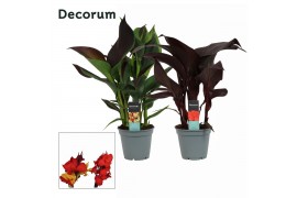 Canna island serie mix exclusieve mix decorum