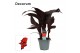 Canna red velvet decorum 