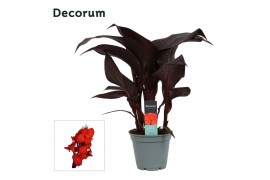 Canna red velvet decorum