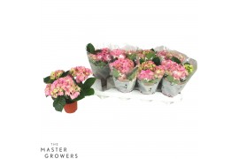Hydrangea sarena Roze 3-5 Bloem