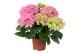 Hydrangea sarena Roze 3-5 Bloem 