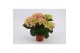 Hydrangea sarena Roze 3-5 Bloem 