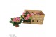 Hydrangea sarena Roze 3-5 Bloem - Zonder Hoes 