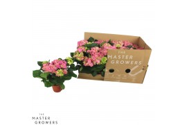 Hydrangea sarena Roze 3-5 Bloem - Zonder Hoes