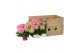 Hydrangea sarena Roze 3-5 Bloem - Zonder Hoes 