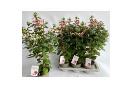 Fuchsia walz jubelteen bella