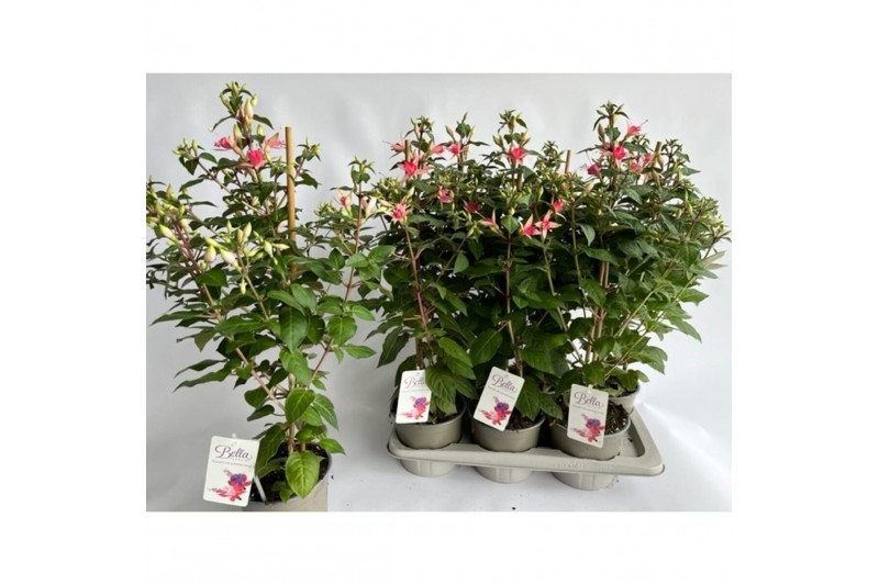 Fuchsia walz jubelteen bella 