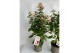 Fuchsia walz jubelteen bella 