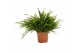 Nephrolepis exaltata green lady 