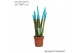 Sansevieria cylindrica velvet touchz® aqua 