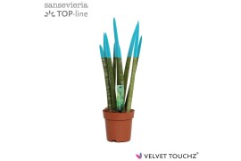 Sansevieria cylindrica velvet touchz® aqua