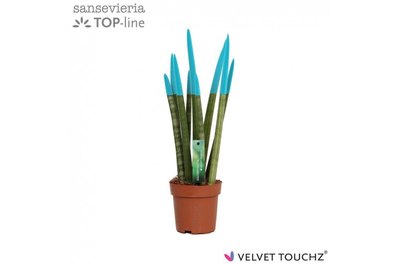 Sansevieria cylindrica velvet touchz® aqua Sansevieria cylindrica velvet touchz® aqua