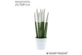 Sansevieria cylindrica velvet touchz® wit in keramiek edel